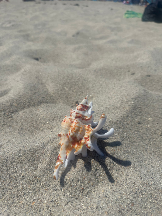 Spider Conch Claw Clip